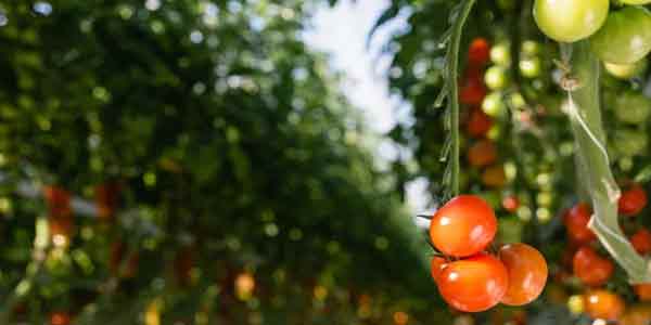 Agriculture