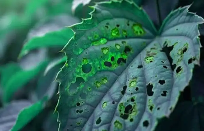 Plant Disease Identification